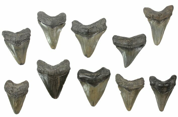 Lot: Juvenile Megalodon Teeth For Jewelry #76698